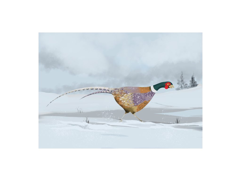 Pheasant in Snow